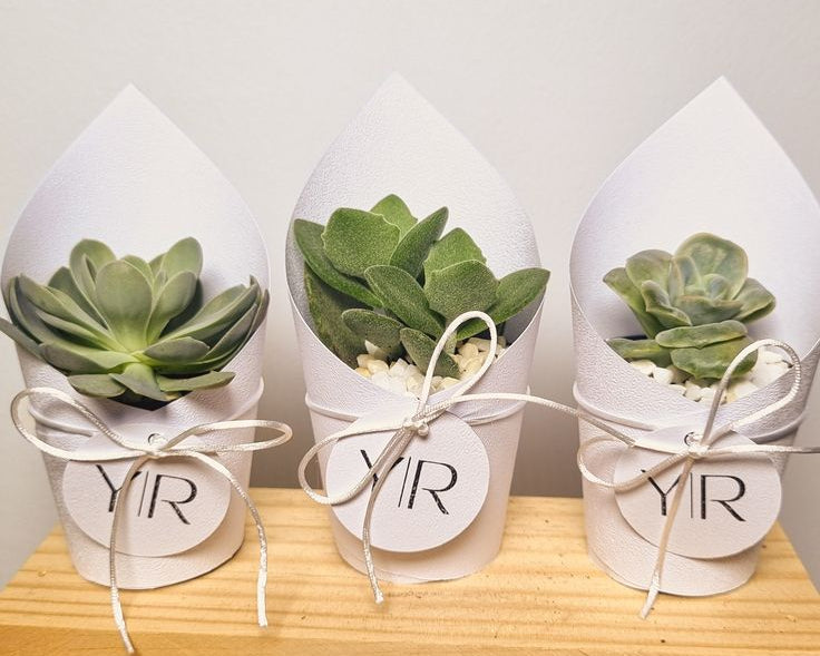 Custom Mini Succulents