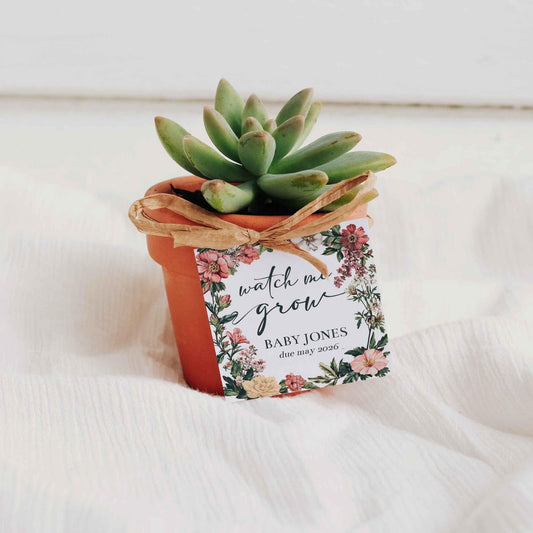 Custom Mini Succulents